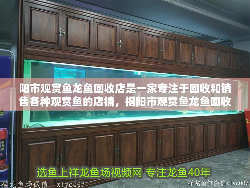 陽市觀賞魚龍魚回收店是一家專注于回收和銷售各種觀賞魚的店鋪，揭陽市觀賞魚龍魚回收店