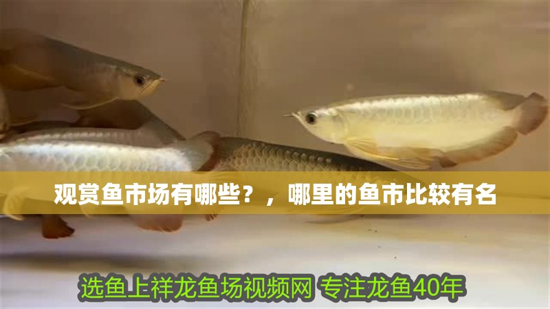 觀賞魚市場有哪些？，哪里的魚市比較有名