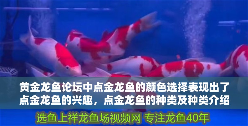 黃金龍魚論壇中點金龍魚的顏色選擇表現出了點金龍魚的興趣，點金龍魚的種類及種類介紹
