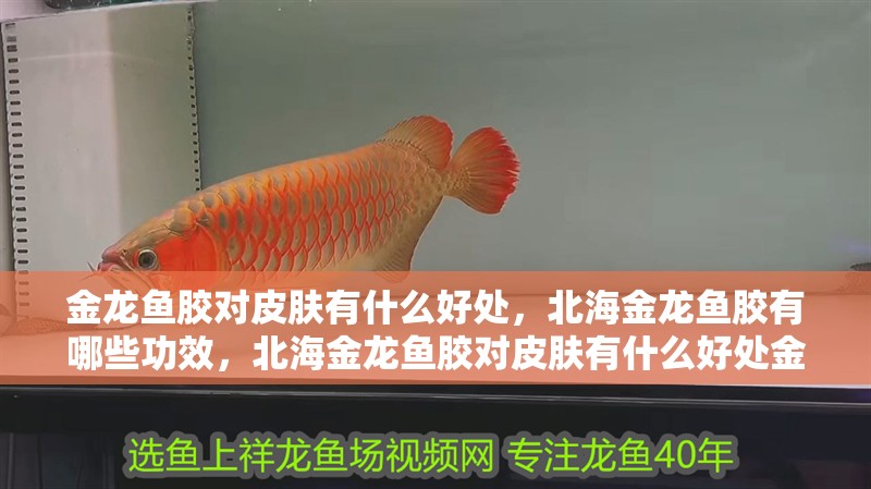 金龍魚膠對皮膚有什么好處，北海金龍魚膠有哪些功效，北海金龍魚膠對皮膚有什么好處金龍魚膠對皮膚有什么好處