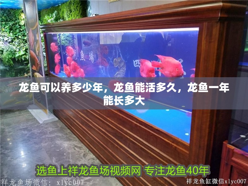 龍魚可以養多少年，龍魚能活多久，龍魚一年能長多大