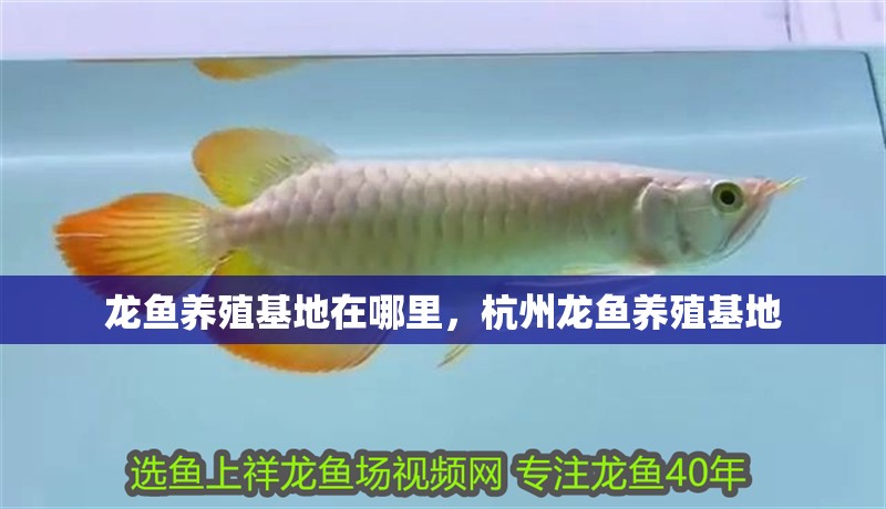 龍魚養殖基地在哪里，杭州龍魚養殖基地