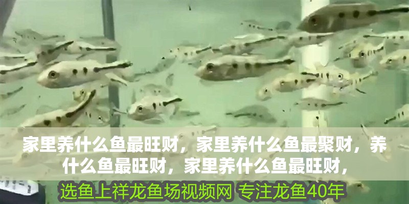 家里養什么魚最旺財，家里養什么魚最聚財，養什么魚最旺財，家里養什么魚最旺財，