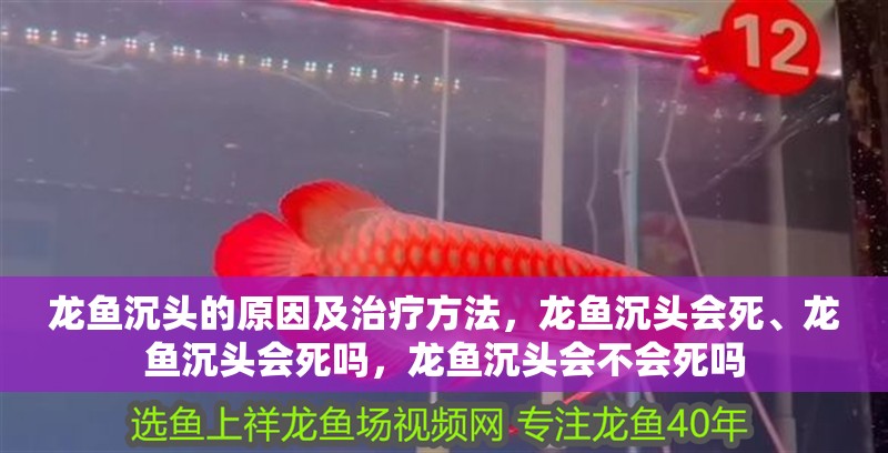 龍魚(yú)沉頭的原因及治療方法，龍魚(yú)沉頭會(huì)死、龍魚(yú)沉頭會(huì)死嗎，龍魚(yú)沉頭會(huì)不會(huì)死嗎