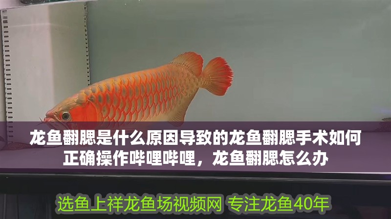 龍魚(yú)翻腮是什么原因?qū)е碌凝堲~(yú)翻腮手術(shù)如何正確操作嗶哩嗶哩，龍魚(yú)翻腮怎么辦