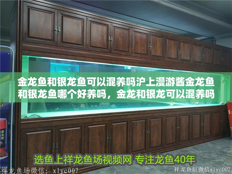 金龍魚和銀龍魚可以混養嗎滬上漫游醬金龍魚和銀龍魚哪個好養嗎，金龍和銀龍可以混養嗎