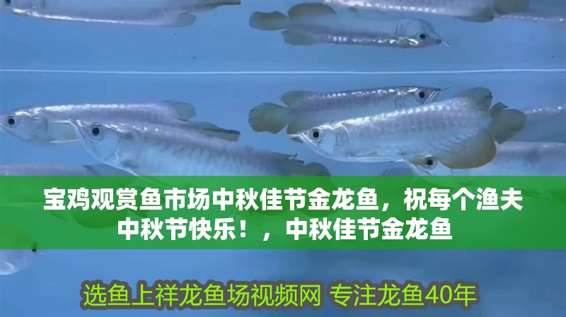 寶雞觀賞魚市場中秋佳節(jié)金龍魚，祝每個漁夫中秋節(jié)快樂！，中秋佳節(jié)金龍魚
