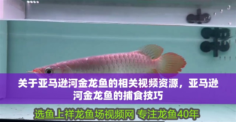 關于亞馬遜河金龍魚的相關視頻資源，亞馬遜河金龍魚的捕食技巧