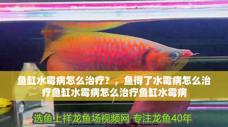 魚缸水霉病怎么治療？，魚得了水霉病怎么治療魚缸水霉病怎么治療魚缸水霉病