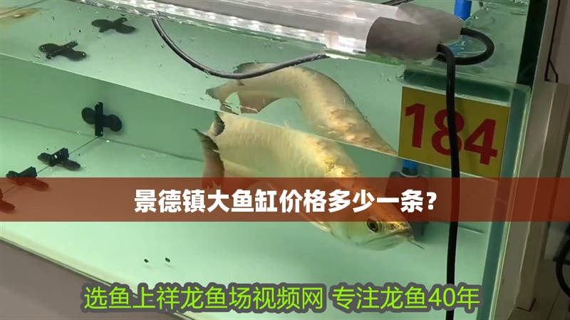 景德鎮大魚缸價格多少一條？