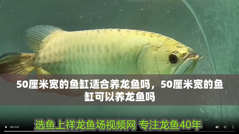 50厘米寬的魚缸適合養(yǎng)龍魚嗎，50厘米寬的魚缸可以養(yǎng)龍魚嗎