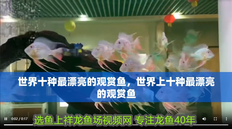 世界十種最漂亮的觀賞魚，世界上十種最漂亮的觀賞魚