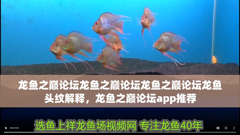 龍魚之巔論壇龍魚之巔論壇龍魚之巔論壇龍魚頭紋解釋，龍魚之巔論壇app推薦