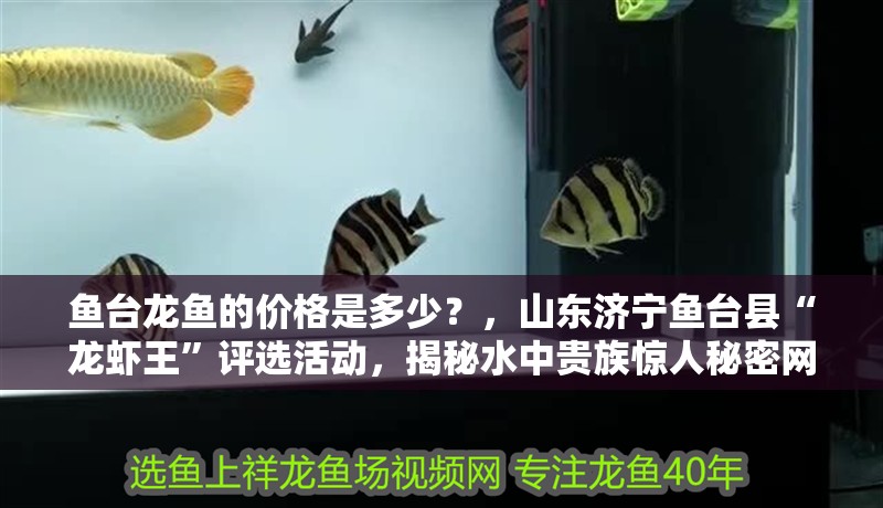 魚臺龍魚的價格是多少？，山東濟寧魚臺縣“龍蝦王”評選活動，揭秘水中貴族驚人秘密網易聽