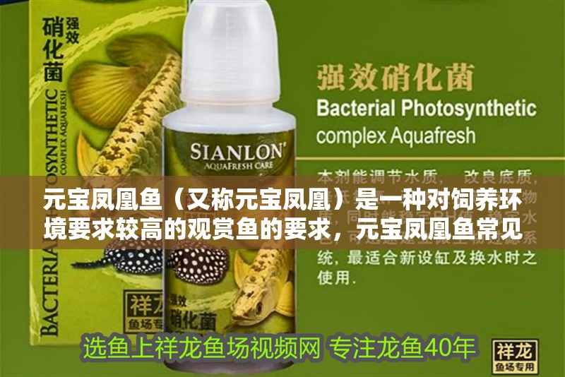 元寶鳳凰魚（又稱元寶鳳凰）是一種對飼養環境要求較高的觀賞魚的要求，元寶鳳凰魚常見疾病及防治方法