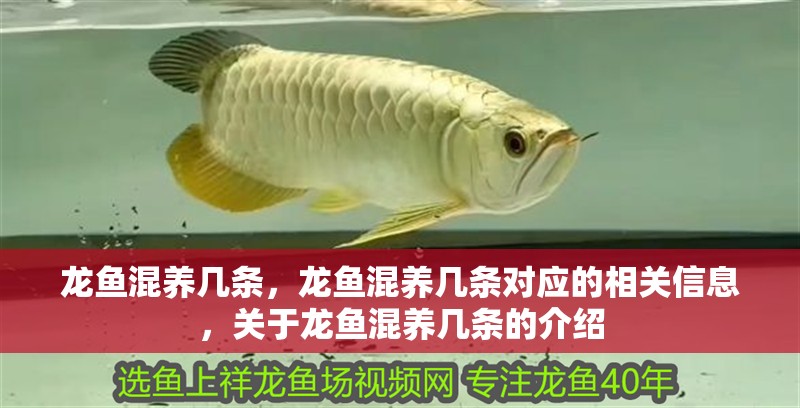 龍魚混養(yǎng)幾條，龍魚混養(yǎng)幾條對應的相關信息，關于龍魚混養(yǎng)幾條的介紹 龍魚混養(yǎng)幾條，龍魚混養(yǎng)幾條對應的相關信息，關于龍魚混養(yǎng)幾條的介紹 觀賞魚百科 第2張