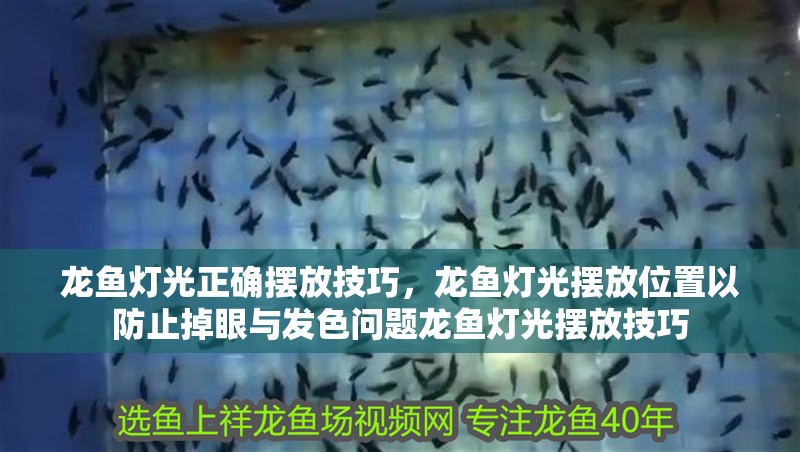 龍魚燈光正確擺放技巧，龍魚燈光擺放位置以防止掉眼與發色問題龍魚燈光擺放技巧