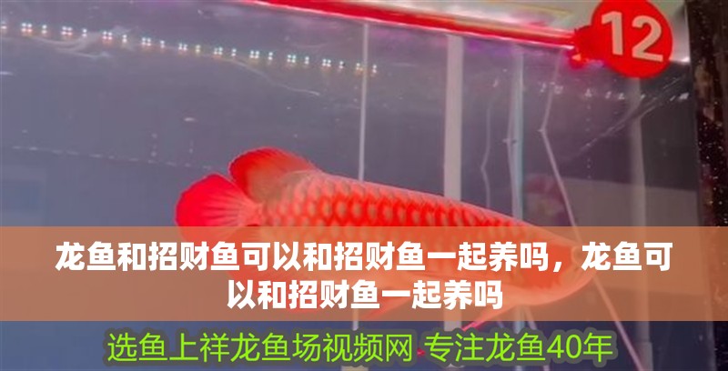 龍魚和招財魚可以和招財魚一起養嗎，龍魚可以和招財魚一起養嗎