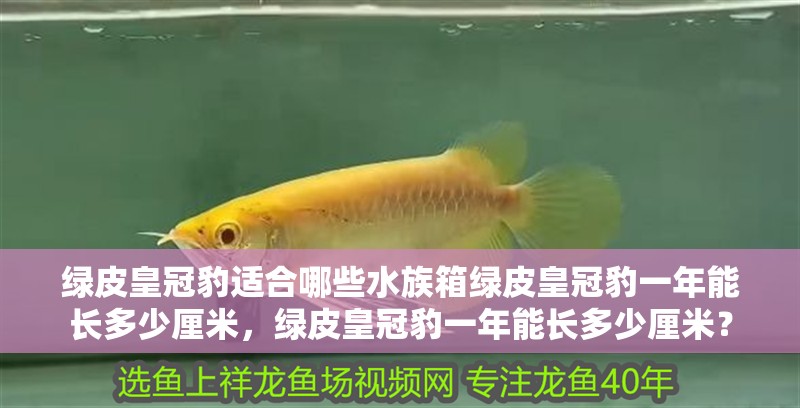 綠皮皇冠豹適合哪些水族箱綠皮皇冠豹一年能長多少厘米，綠皮皇冠豹一年能長多少厘米？ 綠皮皇冠豹適合哪些水族箱綠皮皇冠豹一年能長多少厘米，綠皮皇冠豹一年能長多少厘米？ 觀賞魚百科 第3張