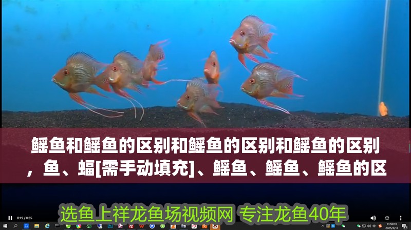 鰩魚和鰩魚的區別和鰩魚的區別和鰩魚的區別，魚、蝠[需手動填充]、鰩魚、鰩魚、鰩魚的區別