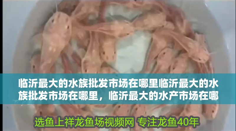 臨沂最大的水族批發(fā)市場(chǎng)在哪里臨沂最大的水族批發(fā)市場(chǎng)在哪里，臨沂最大的水產(chǎn)市場(chǎng)在哪里？ 臨沂最大的水族批發(fā)市場(chǎng)在哪里臨沂最大的水族批發(fā)市場(chǎng)在哪里，臨沂最大的水產(chǎn)市場(chǎng)在哪里？ 觀賞魚百科