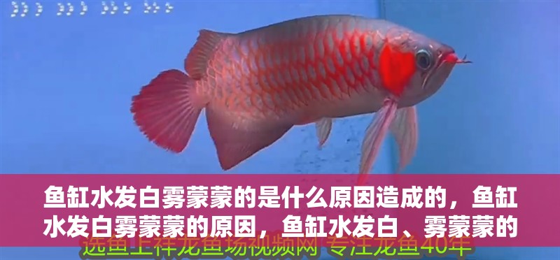 魚缸水發白霧蒙蒙的是什么原因造成的，魚缸水發白霧蒙蒙的原因，魚缸水發白、霧蒙蒙的怎么辦