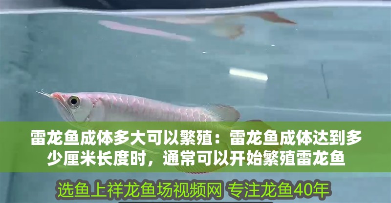 雷龍魚成體多大可以繁殖:雷龍魚成體達(dá)到多少厘米長(zhǎng)度時(shí),通常可以開始繁殖雷龍魚 觀賞魚百科 第2張 雷龍魚成體多大可以繁殖:雷龍魚成體達(dá)到多少厘米長(zhǎng)度時(shí),通常可以開始繁殖雷龍魚 雷龍魚成體多大可以繁殖:雷龍魚成體達(dá)到多少厘米長(zhǎng)度時(shí),通常可以開始繁殖雷龍魚 觀賞魚百科 第2張