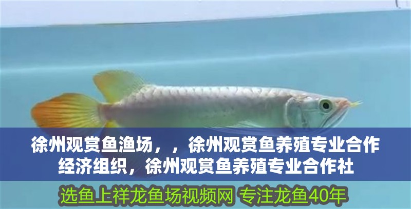 徐州觀賞魚漁場，，徐州觀賞魚養殖專業合作經濟組織，徐州觀賞魚養殖專業合作社