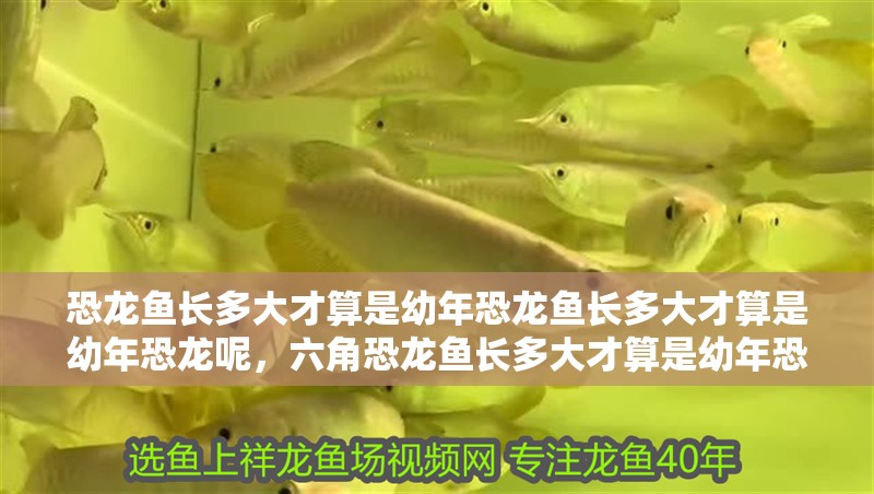 恐龍魚長多大才算是幼年恐龍魚長多大才算是幼年恐龍呢，六角恐龍魚長多大才算是幼年恐龍呢視頻