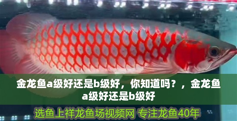 金龍魚(yú)a級(jí)好還是b級(jí)好，你知道嗎？，金龍魚(yú)a級(jí)好還是b級(jí)好