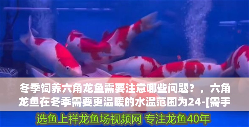 冬季飼養六角龍魚需要注意哪些問題？，六角龍魚在冬季需要更溫暖的水溫范圍為24-[需手動填充]