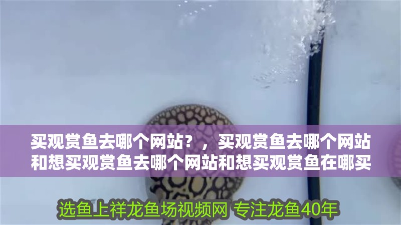 買觀賞魚去哪個(gè)網(wǎng)站？，買觀賞魚去哪個(gè)網(wǎng)站和想買觀賞魚去哪個(gè)網(wǎng)站和想買觀賞魚在哪買