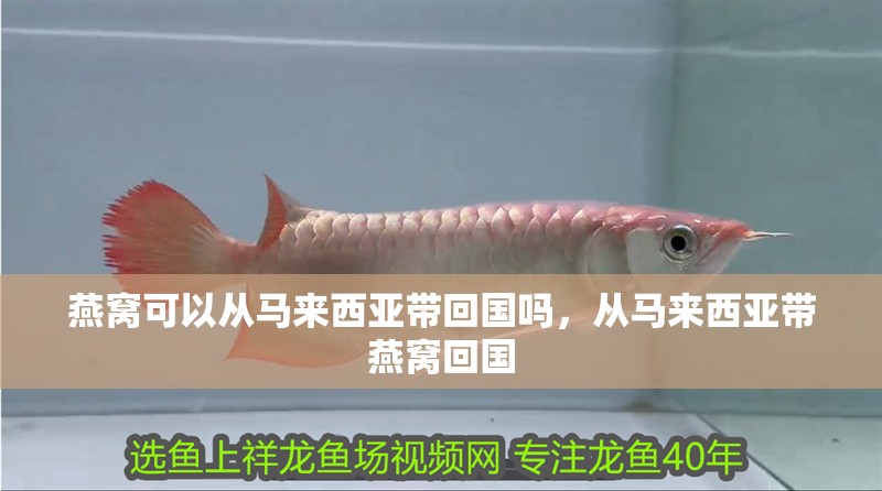 燕窩可以從馬來西亞帶回國嗎，從馬來西亞帶燕窩回國