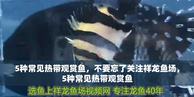 5種常見熱帶觀賞魚,不要忘了關注祥龍魚場,5種常見熱帶觀賞魚 觀賞魚百科 第2張 5種常見熱帶觀賞魚,不要忘了關注祥龍魚場,5種常見熱帶觀賞魚 5種常見熱帶觀賞魚,不要忘了關注祥龍魚場,5種常見熱帶觀賞魚 觀賞魚百科 第2張