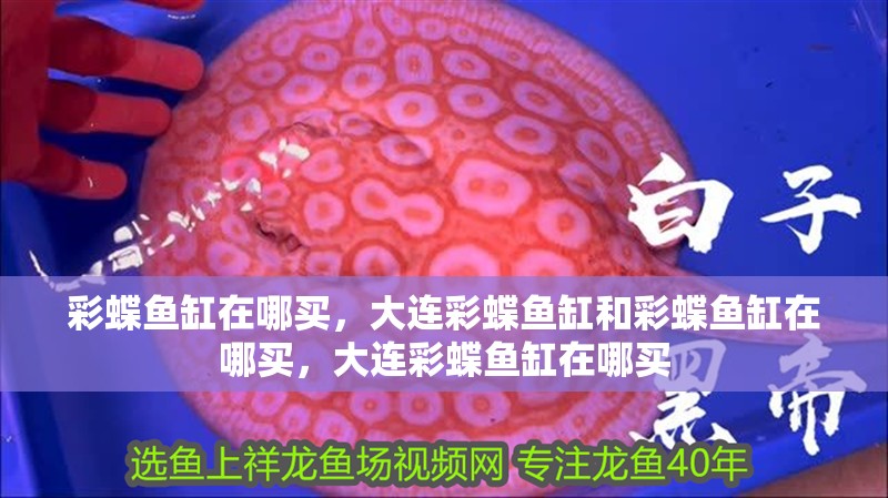 彩蝶魚缸在哪買，大連彩蝶魚缸和彩蝶魚缸在哪買，大連彩蝶魚缸在哪買