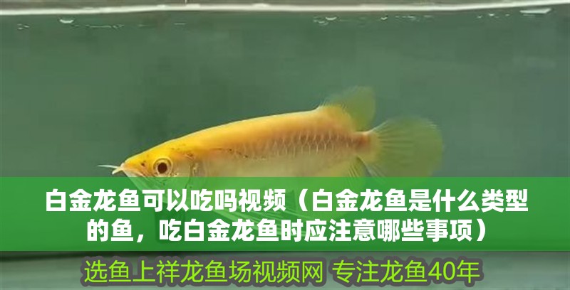 白金龍魚可以吃嗎視頻（白金龍魚是什么類型的魚，吃白金龍魚時(shí)應(yīng)注意哪些事項(xiàng)）