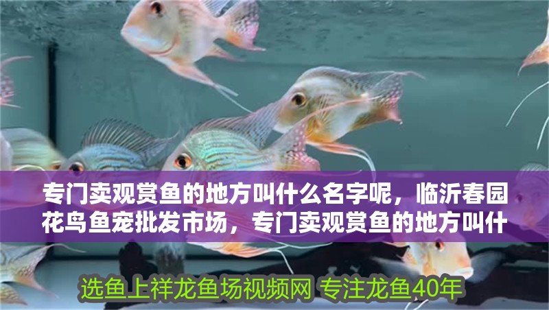 專門賣觀賞魚的地方叫什么名字呢，臨沂春園花鳥魚寵批發(fā)市場(chǎng)，專門賣觀賞魚的地方叫什么名字