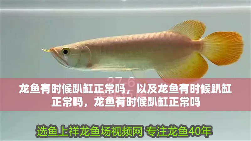龍魚有時候趴缸正常嗎，以及龍魚有時候趴缸正常嗎，龍魚有時候趴缸正常嗎 龍魚有時候趴缸正常嗎，以及龍魚有時候趴缸正常嗎，龍魚有時候趴缸正常嗎 觀賞魚百科 第2張
