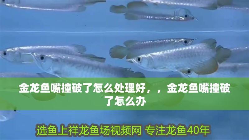 金龍魚(yú)嘴撞破了怎么處理好，，金龍魚(yú)嘴撞破了怎么辦