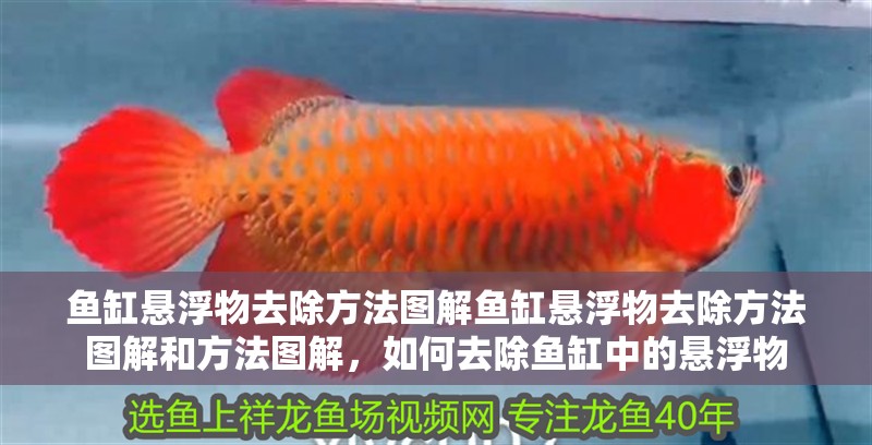 魚缸懸浮物去除方法圖解魚缸懸浮物去除方法圖解和方法圖解，如何去除魚缸中的懸浮物