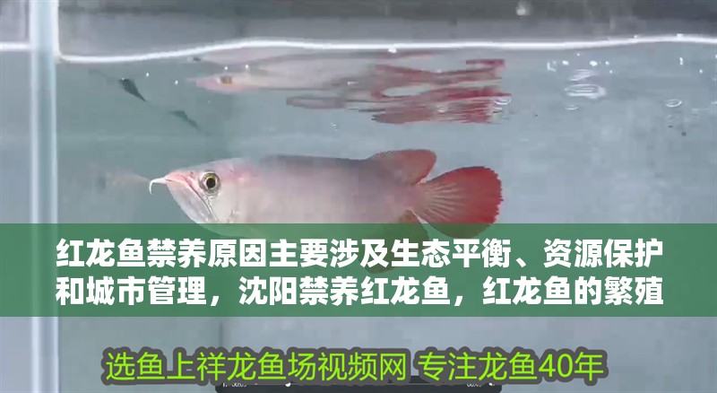 紅龍魚禁養原因主要涉及生態平衡、資源保護和城市管理，沈陽禁養紅龍魚，紅龍魚的繁殖難度有多大？