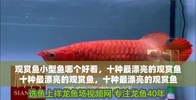 觀賞魚小型魚哪個好看，十種最漂亮的觀賞魚十種最漂亮的觀賞魚，十種最漂亮的觀賞魚