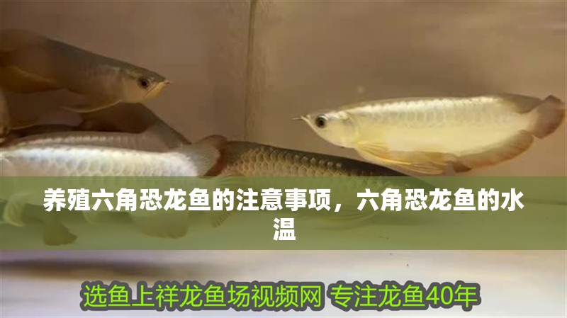 養殖六角恐龍魚的注意事項，六角恐龍魚的水溫