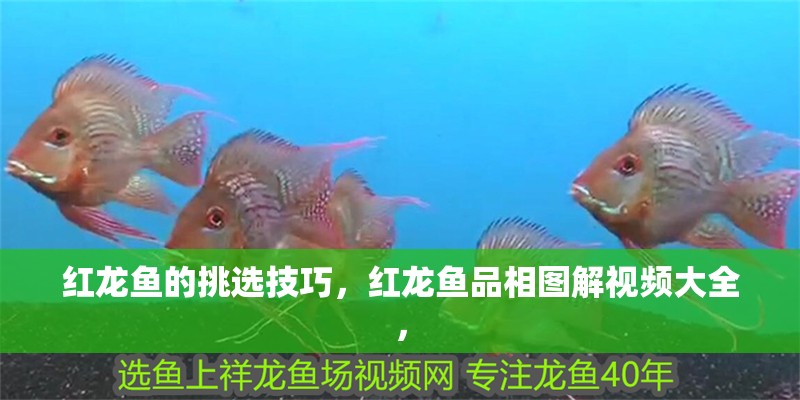 紅龍魚的挑選技巧，紅龍魚品相圖解視頻大全，