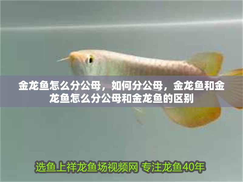 金龍魚怎么分公母，如何分公母，金龍魚和金龍魚怎么分公母和金龍魚的區(qū)別