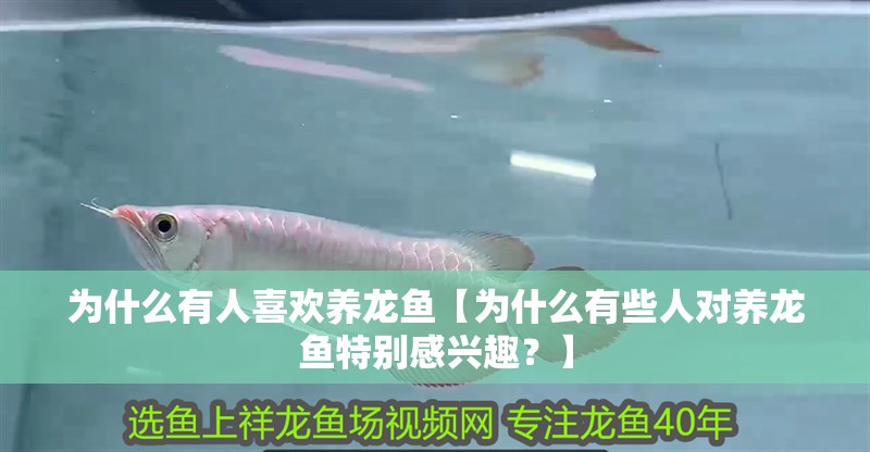 為什么有人喜歡養龍魚【為什么有些人對養龍魚特別感興趣？】