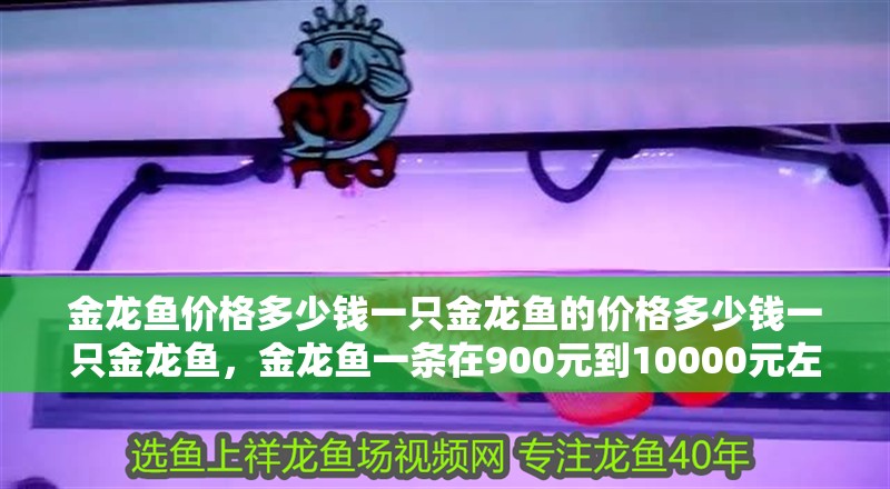 金龍魚價格多少錢一只金龍魚的價格多少錢一只金龍魚，金龍魚一條在900元到10000元左右，是普通鯉魚價格的數百倍或千倍 金龍魚價格多少錢一只金龍魚的價格多少錢一只金龍魚，金龍魚一條在900元到10000元左右，是普通鯉魚價格的數百倍或千倍 觀賞魚百科 第2張