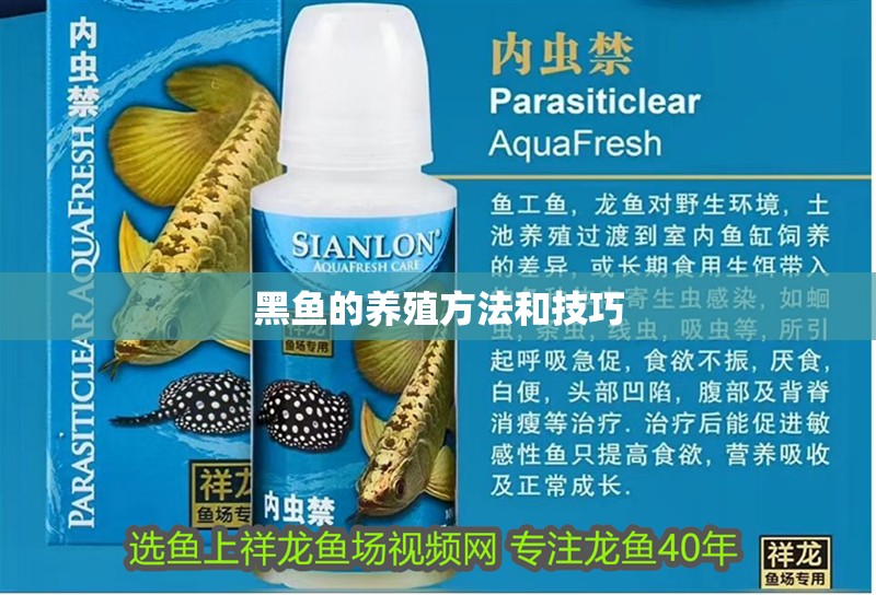 黑魚的養殖方法和技巧