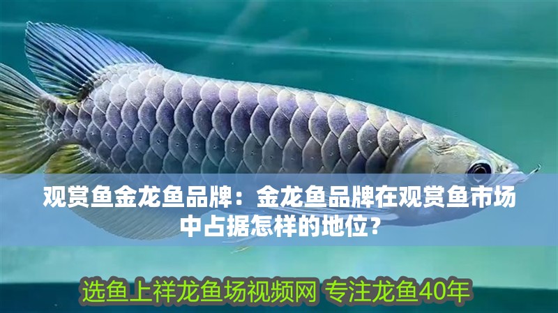 觀賞魚金龍魚品牌：金龍魚品牌在觀賞魚市場中占據怎樣的地位？