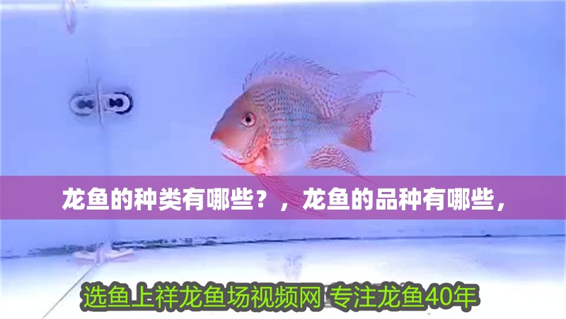 龍魚的種類有哪些？，龍魚的品種有哪些， 龍魚的種類有哪些？，龍魚的品種有哪些， 觀賞魚百科 第2張